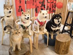 -柴迷FANS CLUB·柴犬狗咖·猫咖