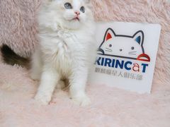 -十年猫舍·猫咪专门店(普陀店)