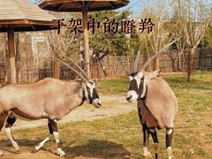 -大连森林动物园