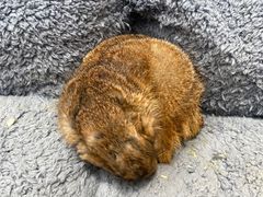 -有猫主题·治愈系猫咖(曾厝垵店)