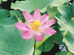 -大兴滨河森林公园