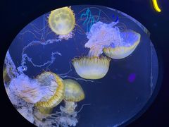 -珠海长隆海洋王国
