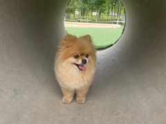 -爪吧宠物乐园 (温榆河示范区店)