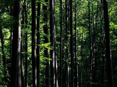 -波尔登森林公园