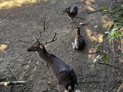 -合肥野生动物园