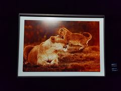 -罗红摄影艺术馆