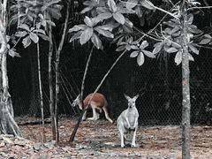 -广州长隆野生动物世界