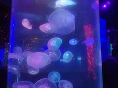 -锦艺城海洋馆