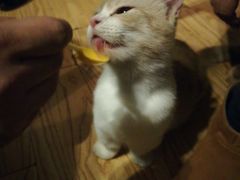 -猫色咖啡·猫咖