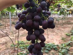 -海堤葡萄园中小学生研学基地