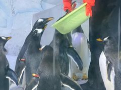 -芜湖新华联大白鲸海洋公园