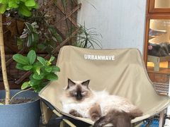 -有猫主题·治愈系猫咖(曾厝垵店)