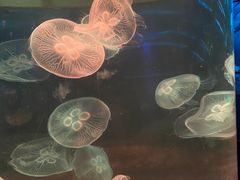 -欢乐海岸海洋奇梦馆