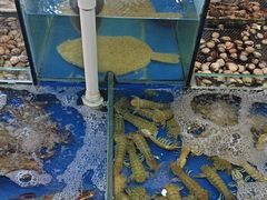 -姜家味锅贴小海鲜