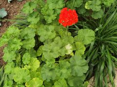 -兰陵国家农业公园