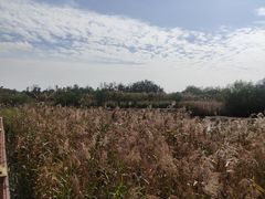 -芒洲湿地公园