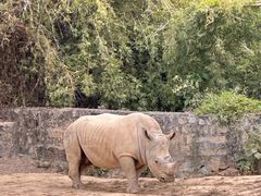 -泉州海丝野生动物世界