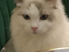 -喵喵咪呀布偶猫咖(春熙路店)