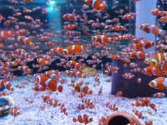 -海合安成都极地海洋公园