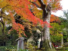 -常寂光寺