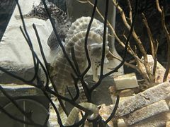 -太平洋海底世界