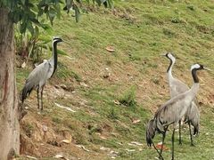 -泉州海丝野生动物世界
