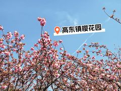 -高东镇樱花园