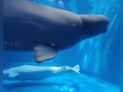 -海合安成都极地海洋公园