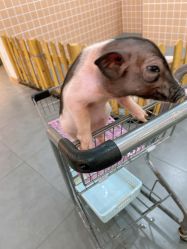 -Moni星球萌宠·小马宝莉·灵蛇·高端高阶全萌宠互动体验俱乐部(红豆国际广场店)