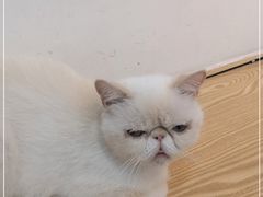 -Heymao猫咖.咖啡厅(东门店)
