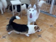 -Let's go狗咖·猫咖·奶狗·桌游(春熙路IFS店)