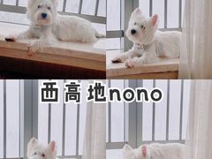 -汪星球宠物生活馆