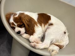 -有喵·猫咖·狗咖·40+猫狗有小奶狗(岗厦店)