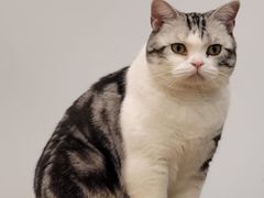 -有喵·猫咖·狗咖·30几只猫10只小狗(岗厦店)