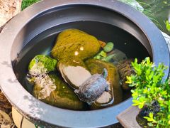 -蟹村草堂·苏式园林人文农家·大闸蟹