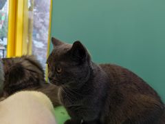 -十年猫舍·猫咪专门店(普陀店)