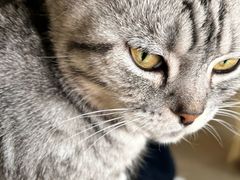 -藏猫猫咖啡主题馆(中央大道店)