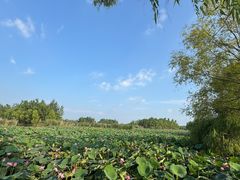 -焦岗湖旅游度假区