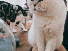 -共舞时光猫咖·狗咖(新街口店)