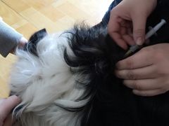 -A猫a狗全科·犬猫异宠·芥西宠物医院(南开总院)