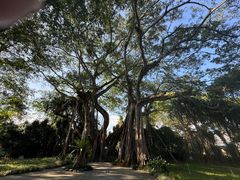 -瑞丽独树成林风景区