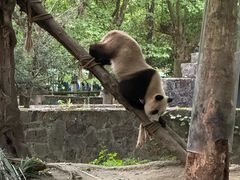-都江堰中华大熊猫苑