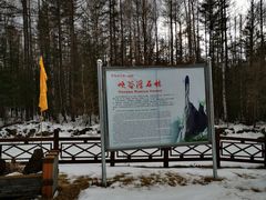 -峡谷浮石林景区