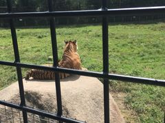-横道河子东北虎林园