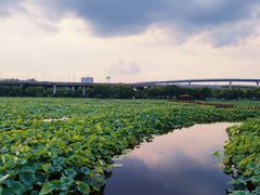 -荷塘月色湿地公园·向阳花洲