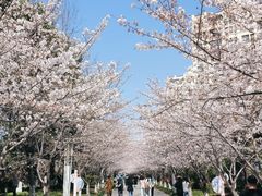 -高东镇樱花园