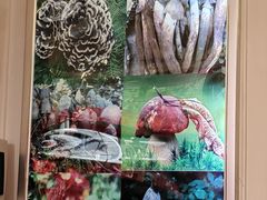 -野菌园·野生菌火锅首创第一家(关兴路总店)