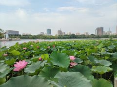 -莲花池公园