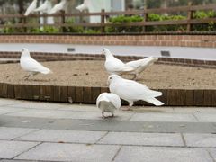 -南宫五洲植物乐园