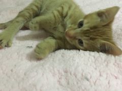 -睿金宠物医院·CT·肿瘤·骨外科